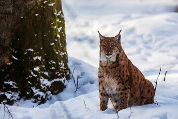 Fototapeta premium adult male Eurasian lynx (Lynx lynx) sitting in the snow
