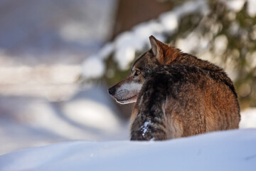 Eurasian wolf (Canis lupus lupus) portrait from behind