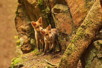male red fox (Vulpes vulpes) two youngsters peeking out from the hole