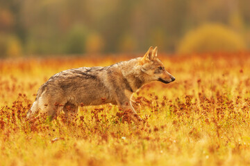 Eurasian wolf (Canis lupus lupus) in the autumn landscape