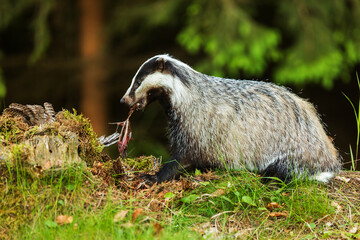 European badger (Meles meles) eats prey