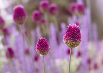 Allium sphaerocephalon