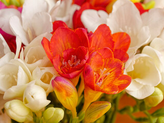 Obraz na płótnie Canvas A bunch of bright orange and white freesia flowers top view closeup.