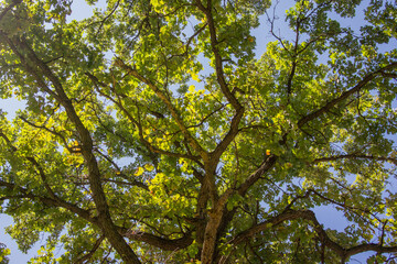 Looking up into the canopy