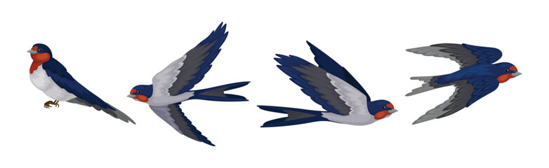 Swallow or Martin as Passerine Bird with Long Pointed Wings Vector Set
