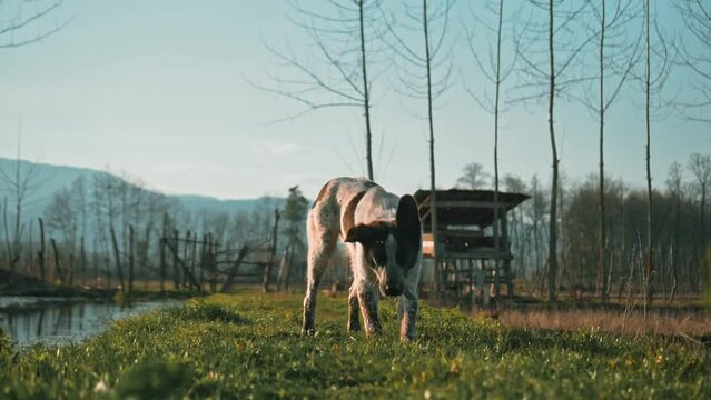 person riding a horse in the woods