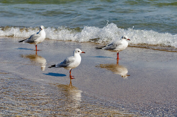 Seagulls on the shores of the Chorny Sea are peacefully pacing the coast of a close -up -grade
