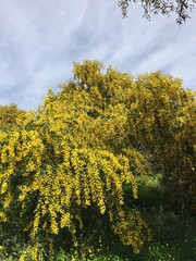 autumn leaves on a tree