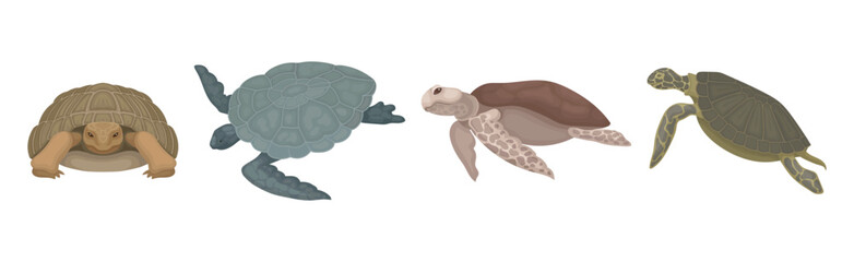 Turtles with Bony Shell as Land-dwelling and Sea-dwelling Species Vector Set