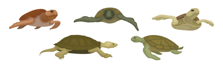 Turtles with Bony Shell as Land-dwelling and Sea-dwelling Species Vector Set
