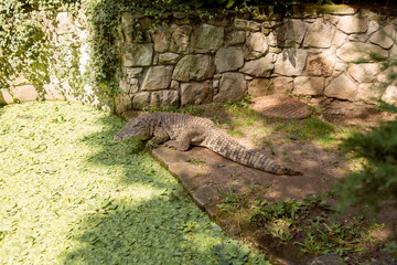 A large estuarine crocodile on the edge of a pond in a zoo is silent and sunbathing.