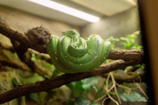 The green tree python (Morelia viridis). it is a bright green snake, living generally in trees.