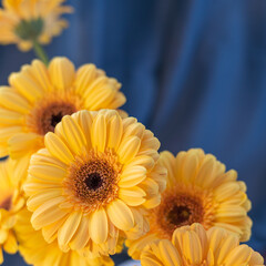 yellow gerber flowers