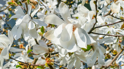 Weiße Magnolienblüte