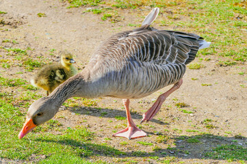 Blässgans mit Küken