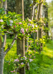Fototapeta na wymiar Apple tree espalier in blossom