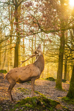 Hirsch Sonne