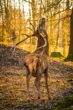Deer in the woods