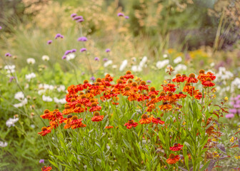 Helenium in a prairie garden