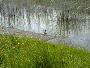 Obraz na płótnie Canvas Two geese on levee next to flood water 