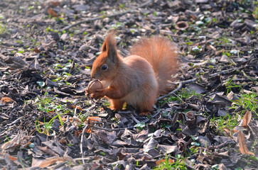 Wild redhead squirrel holds walnut in its front paws. Closeup photo outdoors .