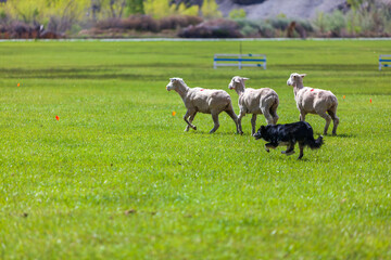 Sheep being herded in a Stock Dog Trial in western Colorado