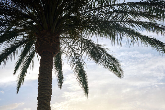 Beautiful green coconut palm trees on tropical beach against blue sky. Summer vacation concept