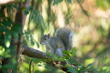 Beautiful wild gray squirrel in Florida shrubs
