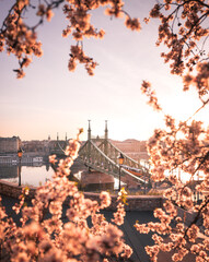 Beautiful Liberty Bridge with almond blossom in Budapest, Hungary - obrazy, fototapety, plakaty