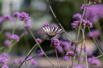 Verbena bonariensis vervain purpletop flowering plant with white black butterfly scarce swallowtail Iphiclides podalirius