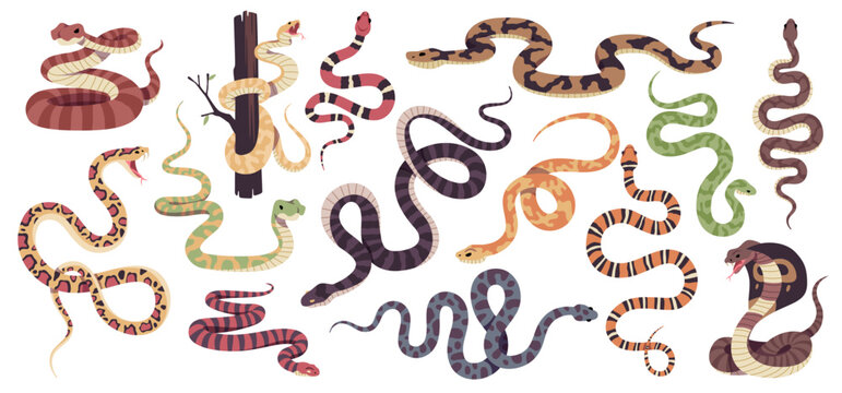 Reptiles snakes. Decorative tropical reptile collection, poisonous and not, different types scaly, crawling animals, cobra, python, ophiophagus and lampropeltis, tidy vector cartoon set