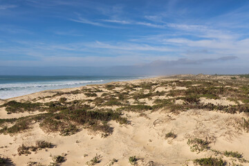 Blue sky over green plants growing on a sandy beach near Libon, Portugal on a sunny winter day.