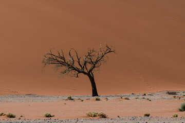 Dry tree with no leaves in front of read sand dune, patches of dry gras bushes in foreground, no sky
