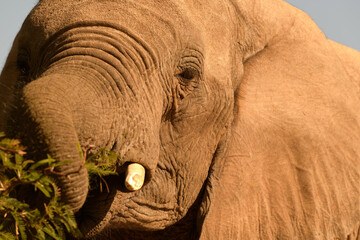 Close-up of elephant head in warm sunlight with tusk and rolled trunk reaching for green branch