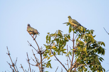 The pink-necked green pigeon (Treron vernans) is a species of bird of the pigeon and dove family, Columbidae