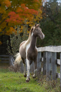spotted saddle horse free running against wood fence horse trotting along wood fence line fall foliage in background fall horse photo autumn equine image vertical room for type and masthead on top