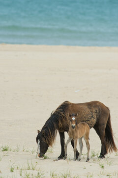 mare and foal on beach of sable island wild horse mother and baby on sand dune beach of national park sable island off coast of Nova Scotia sand and blue water in background vertical image type space