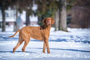 Hungarian Hound runs in the snow - 580817935