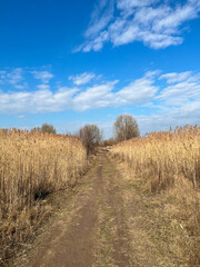 Closeup of dirt road between yellow reeds with blue sky