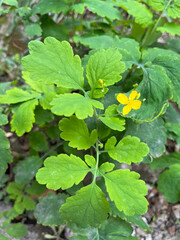 Closeup of greater celadine with selective focus on foreground