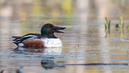 Northern shoveler 