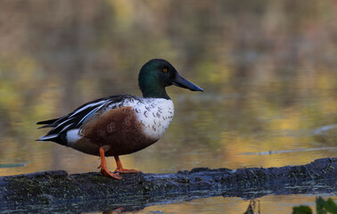 Naklejka na ściany i meble Northern shoveler 