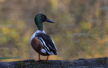 Northern shoveler 