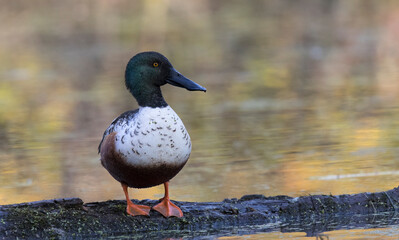 Northern shoveler 