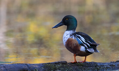 Northern shoveler 