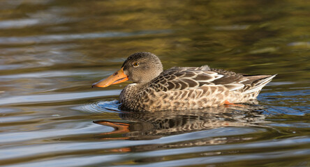 Northern shoveler 