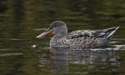 Northern shoveler 