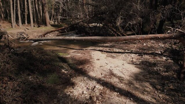 Forest Stream In Madrid, Spain