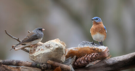 Fototapeta premium bluebird and junco