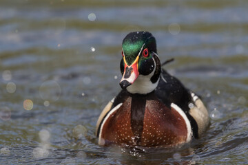 wood duck